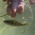 Yellow perch July 4, 2026