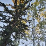 Sunny spruce and aspen at August 25, 2026 Walk in the Woods event