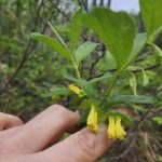 Twinberry honeysuckle at June 2, 2026 Walk in the Woods